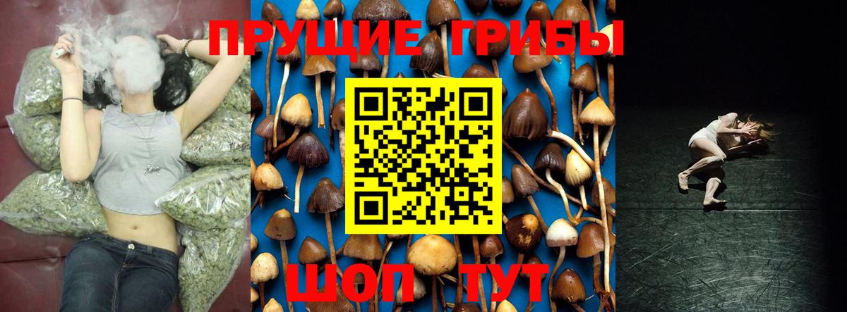 Новошахтинск  Галлюциногенные грибы Psilocybine cubensis  Вход с VPN 